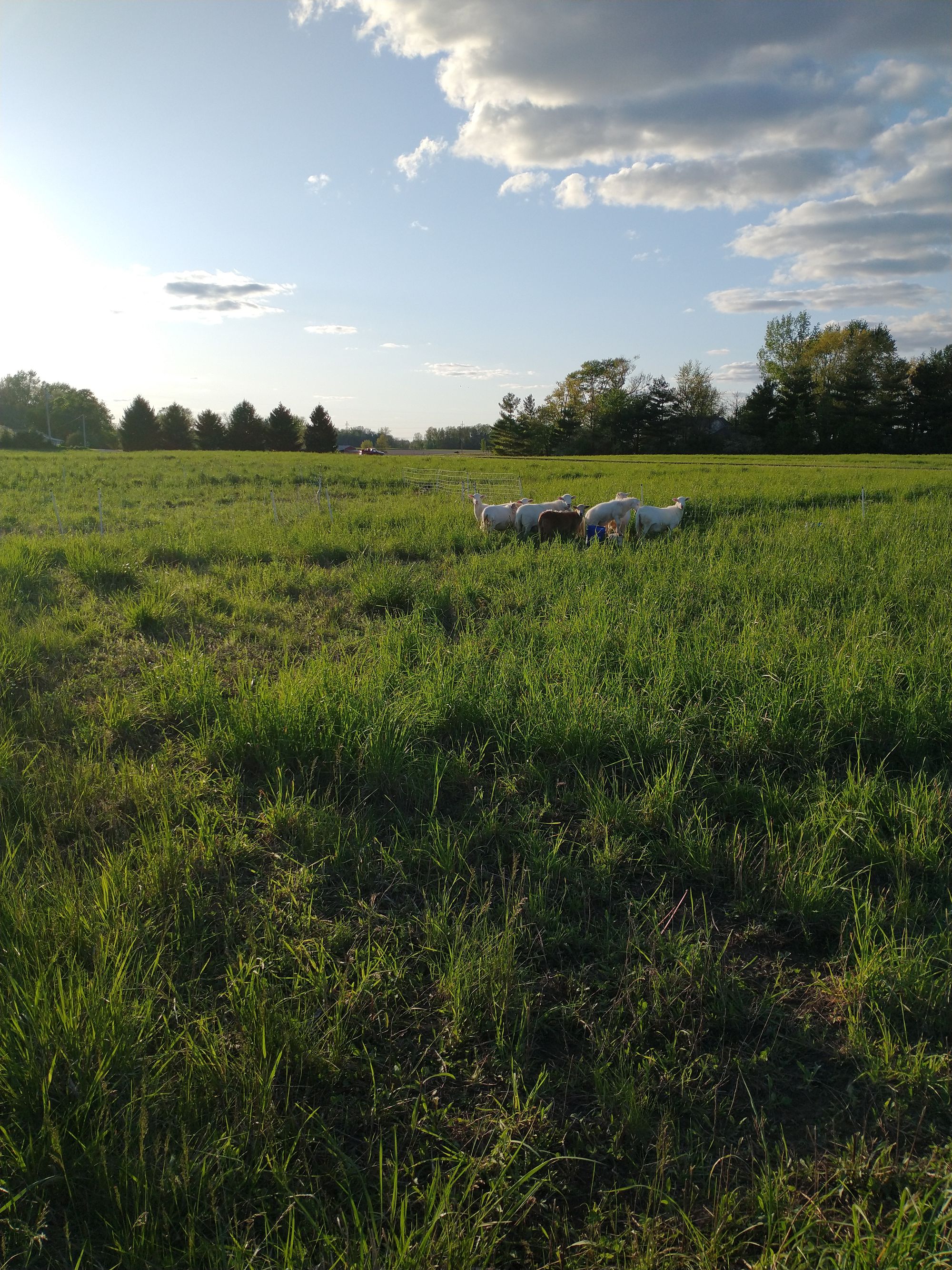 This is our farm.