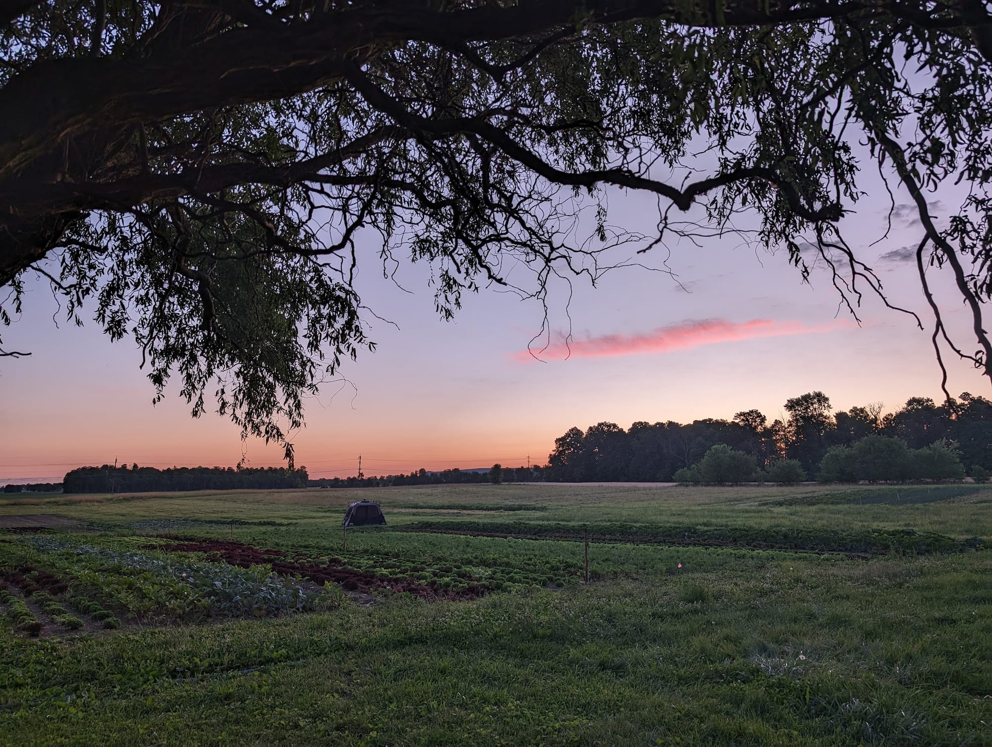 I'm Sleeping In the Field Tonight