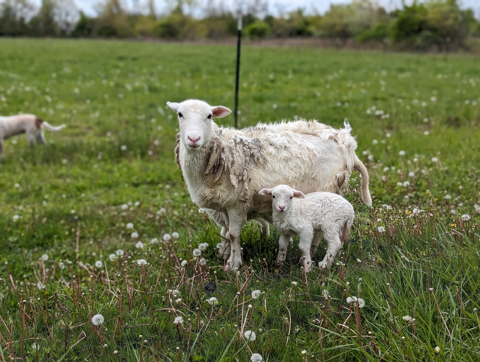 A Note on Mother's Day