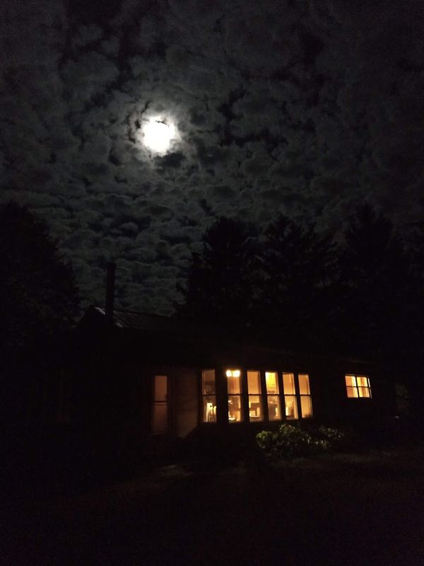 Coyotes in the Kitchen