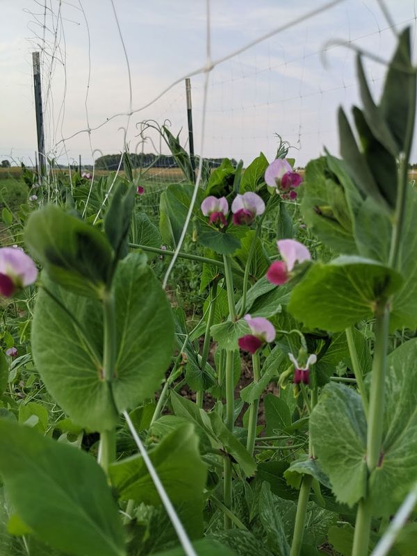 Why we grow vegetables