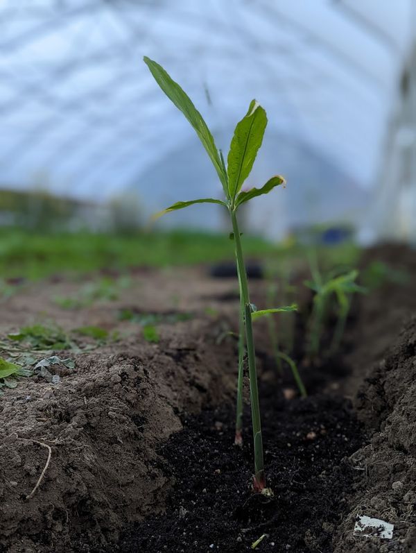 Planting with the Glow Worms