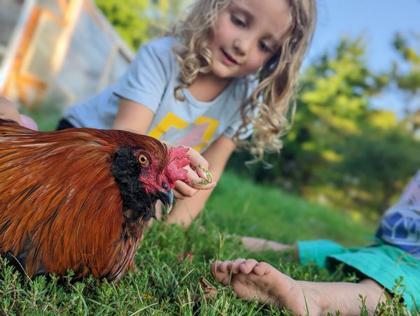 A Note on the Pecking Order